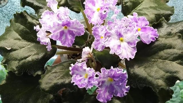 Фіалка Золушкин Сон смотреть онлайн