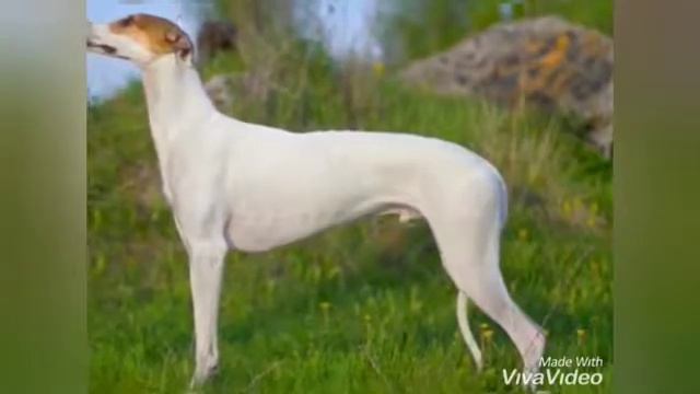 ПОРОДА СОБАК "ГРЕЙХАУНД" смотреть онлайн