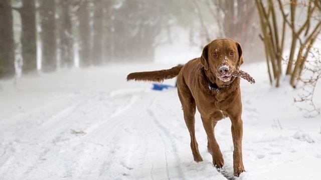 Chesapeake Bay Retriever - TOP 10 Interesting Facts смотреть онлайн