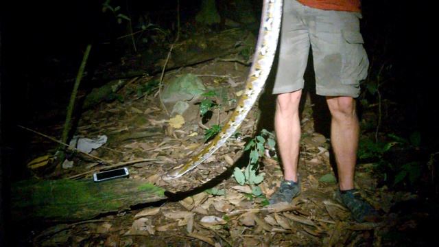 Singapore catch-Python p.3 смотреть онлайн