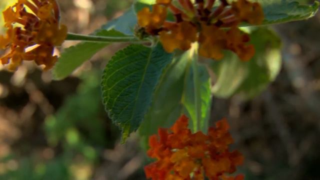 Control de Lantana смотреть онлайн