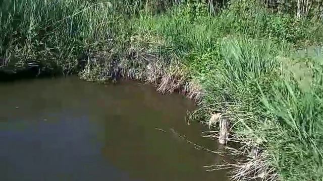 Мой пруд (начал чистить дно от ила) смотреть онлайн