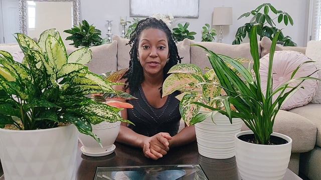 Aglaonema (Chinese Evergreen) Plant Care Tips || How To || Kreatyve Gardenista смотреть онлайн