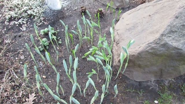 Первые весенние цветы в моем саду. 2019 | Про Сад с Любовью смотреть онлайн