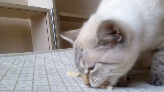 Мой кот ест вафли