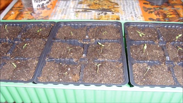 Вербена от и до: посев, всходы, пикировка, посадка в открытый грунт. смотреть онлайн