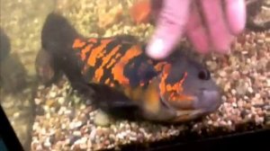 Астронотус прется