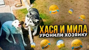 1 часть. Хася и Мила сделали подсечку когда играли и уронили хозяйку.