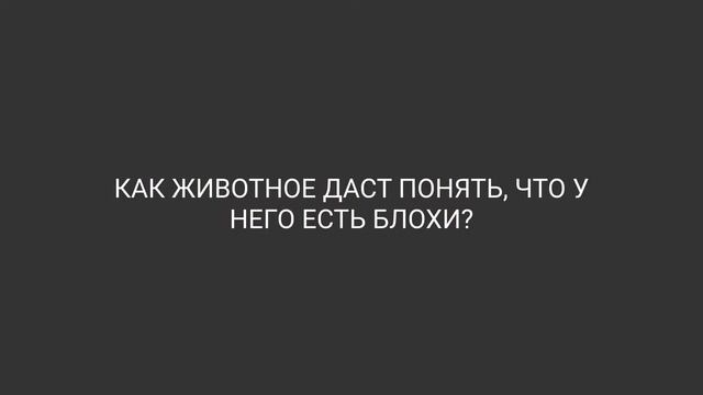 БЛОХИ У ЖИВОТНЫХ. Как найти? Как помочь животному? смотреть онлайн