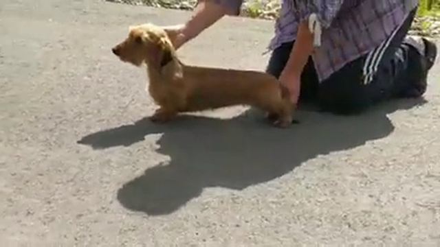 Жесткошёрстная кроличья красотуля смотреть онлайн