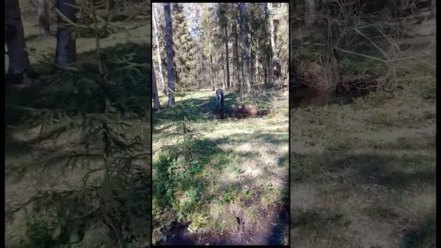 Сказки Павловского леса 10 мая 2022 год. смотреть онлайн