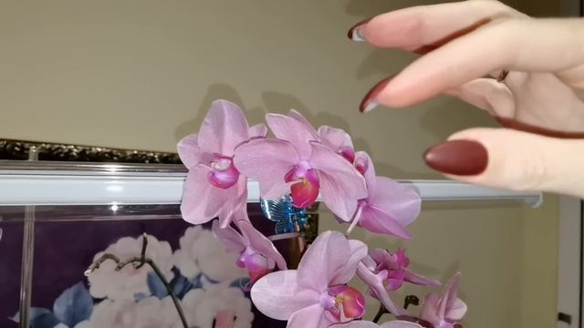 Мои старые и другие орхидеи. Воздушных КУЧА, КлЁпа С ПЯТНАМИ на листья НИЧЕГО НЕ МЕНЯЕТСЯ. смотреть онлайн