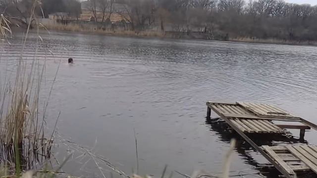 Моржевание, плавание в +7*c, снова приехал на озеро к купанию смотреть онлайн