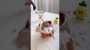 35 Min "That Little Puff" Tiktok Compilation