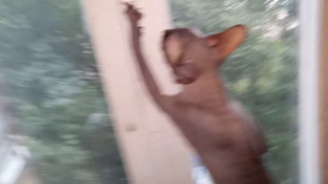 Привезли окна и витраж. Я в восторге. Прощай, позорное окно. смотреть онлайн