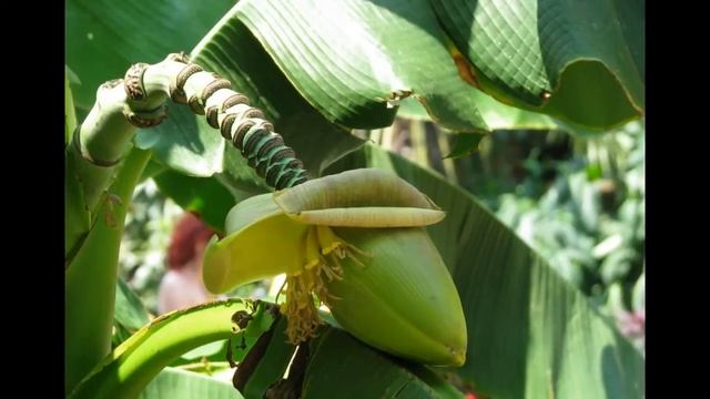 Банановые деревья. Как растут и цветут бананы. смотреть онлайн