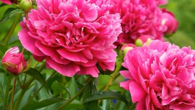 Почему не цветут пионы. смотреть онлайн