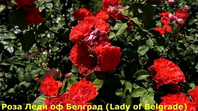 ТОП самых успешных роз в моем саду! Чемпионы непрерывного цветения среди роз. смотреть онлайн