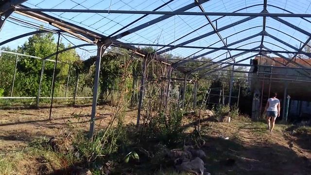 "ДОБРОЕ СЕРДЦЕ" 7 щенков и маленькие котята ~~ шанс на счастливую жизнь г.Астрахань смотреть онлайн