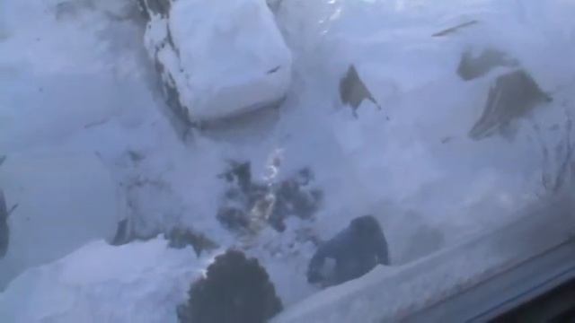 Снег в декабре 2010.MPG смотреть онлайн