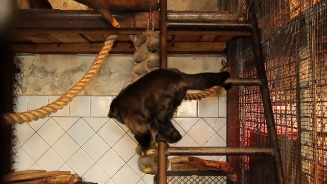 Как животные Пасху отмечали _ Капуцины смотреть онлайн