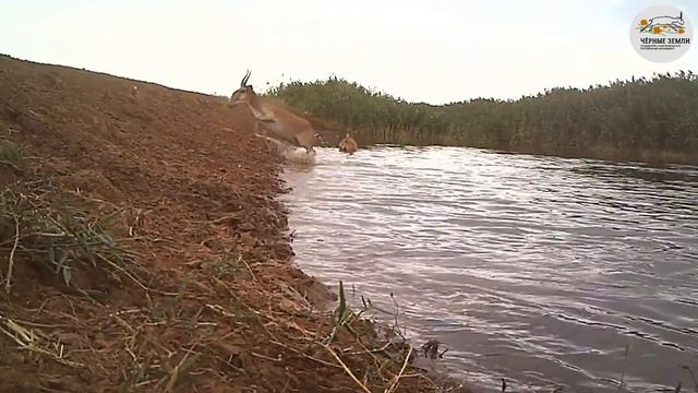 Приоткрывая заповедные двери... Кинохроника