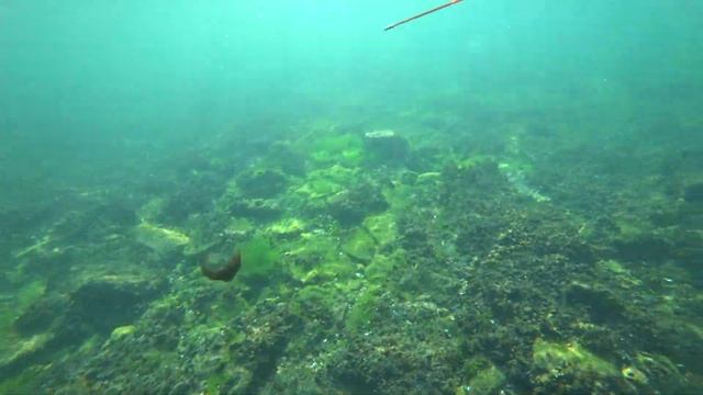 Подводный мир Черного моря.Рыбалка под водой в Черноморске. смотреть онлайн