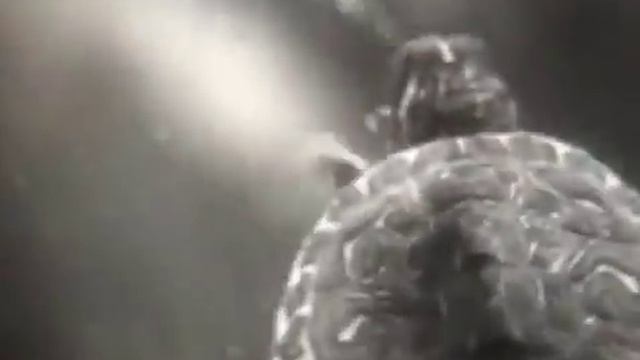 1 Пресмыкающиеся Черепахи 1960 смотреть онлайн