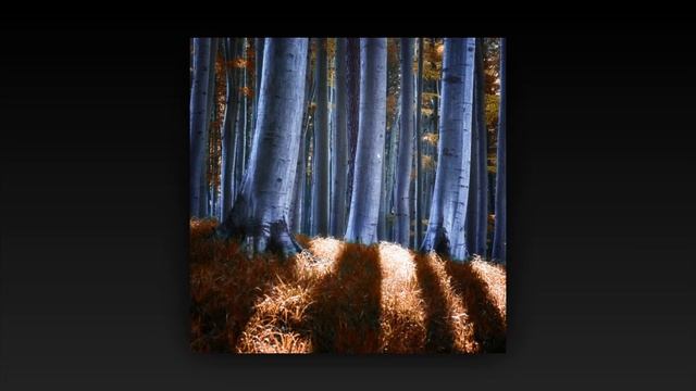 Janek Sedlar - Forêts en automne | Autumn Forests [Fine Art Photography] смотреть онлайн