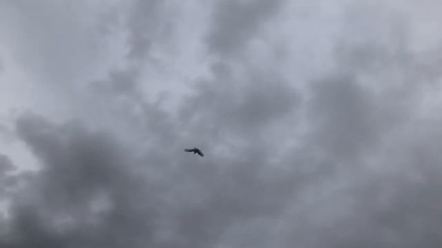 Молодые голуби начинают показывать время!