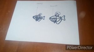 Определение пола у тернеции