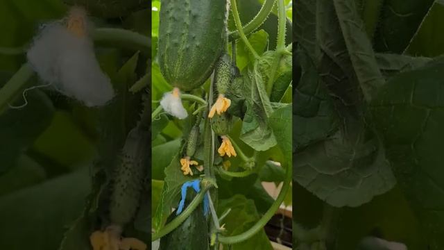 Московский селекционный центр. Селекция огурцов. Как производят семена огурцов. смотреть онлайн