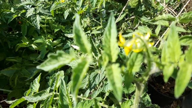 Гномы начинают созревать.