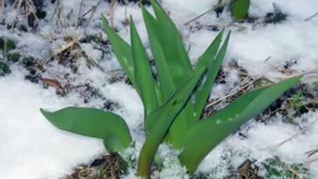 Чайковский Времена года Апрель Подснежник.avi смотреть онлайн