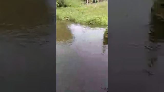 СПЛАВ НА ПЛОТАХ ПО РЕКЕ СВИСЛОЧЬ. 2 Беларусь смотреть онлайн