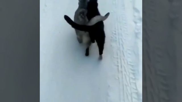 Россия ?? и Беларусь ?? смотреть онлайн