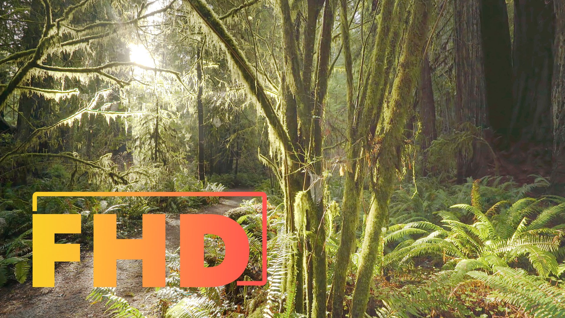 Лес летом. Красивая природа под расслабляющую музыку. 1 час. Видео и музыка для отдыха и медитации.