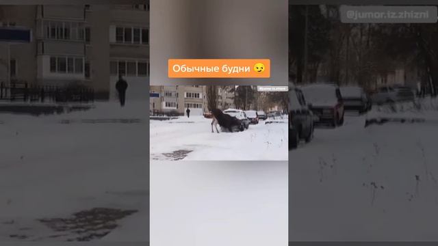 ОБЫЧНЫЕ БУДНИ