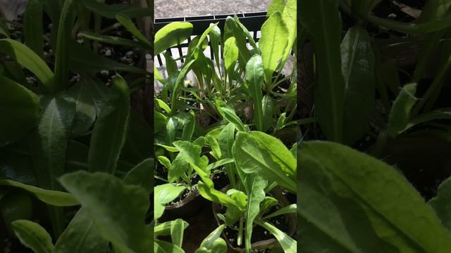 СТАТИЦА(сухоцвет)14.02.24 подкормка полив рассады смотреть онлайн