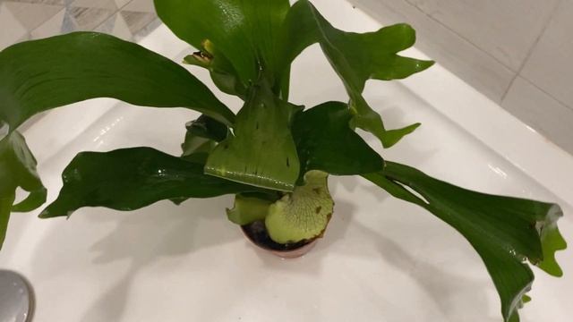 Борьба с корневыми гнилями на орхидеях. Мучнистый червец, как избавиться? смотреть онлайн