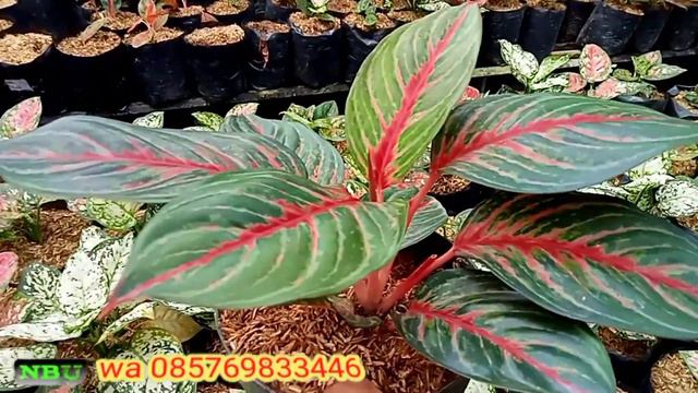 JUAL MURAH‼️AGLONEMA KOLEKSIAN DAN SEMI KOLEKSIAN смотреть онлайн