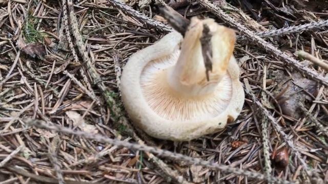Kahler Krempling, Paxillus Involutus, Agaricus Contiguus, Ruthea Involuta смотреть онлайн