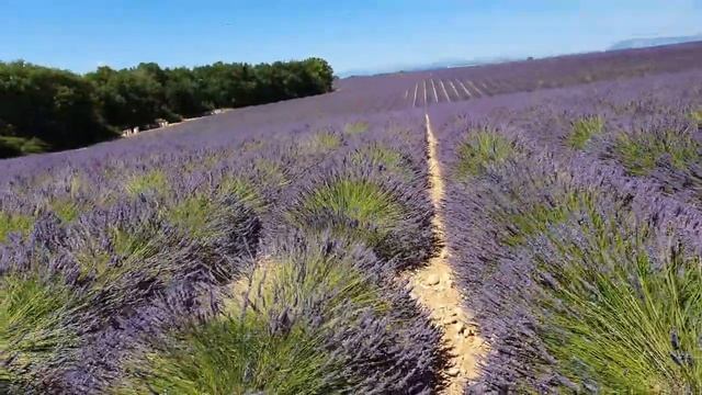 Как прекрасна эта ЖИЗНЬ ПОСМОТРИ! ЛАВАНДА/Plateau de Valensole 2021 ПровансАллочка смотреть онлайн