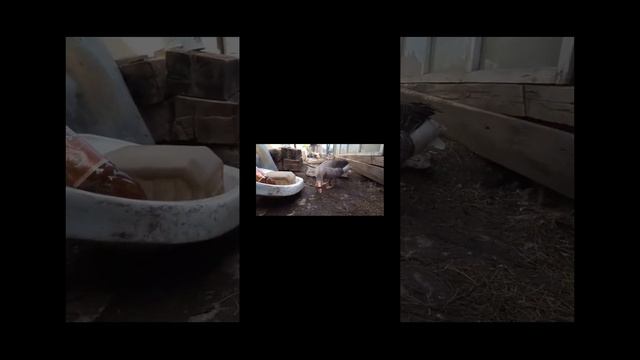 Гусь 🦢 и два пальца смотреть онлайн