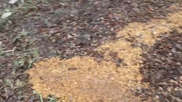 Охота на кабана на кормушке ч.3 смотреть онлайн