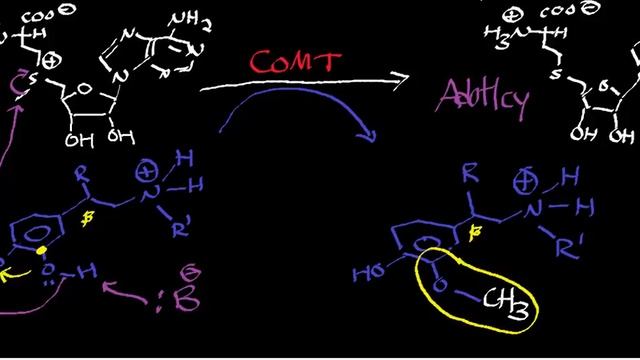 Biochemistry | Catecholamine Catabolism via MAO & COMT смотреть онлайн