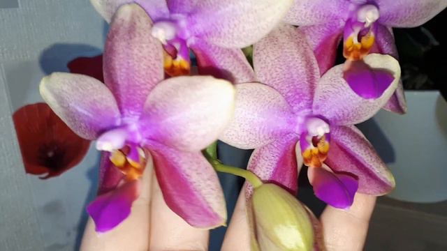 Phalaenopsis Sweet Memory Liodoro смотреть онлайн