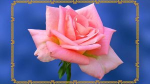 Футаж. Цветочный фон 163