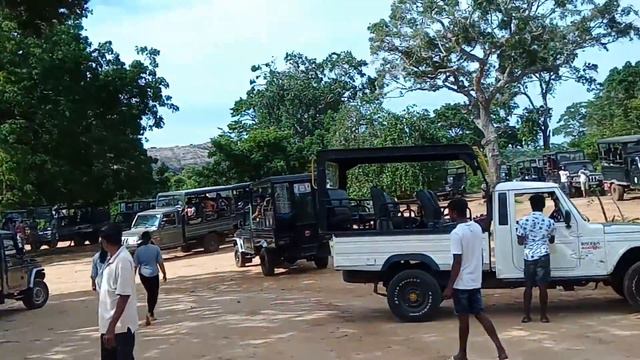 Сафари в Шри-Ланке смотреть онлайн