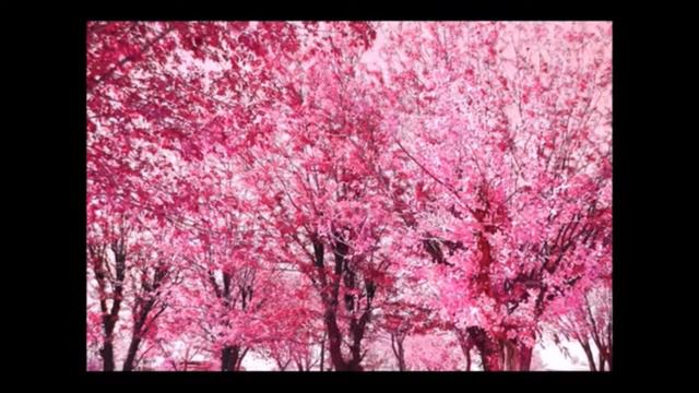 Вивальди. Весна, 1 часть. смотреть онлайн